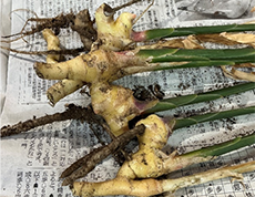 とれたて！新ショウガご飯をたべました